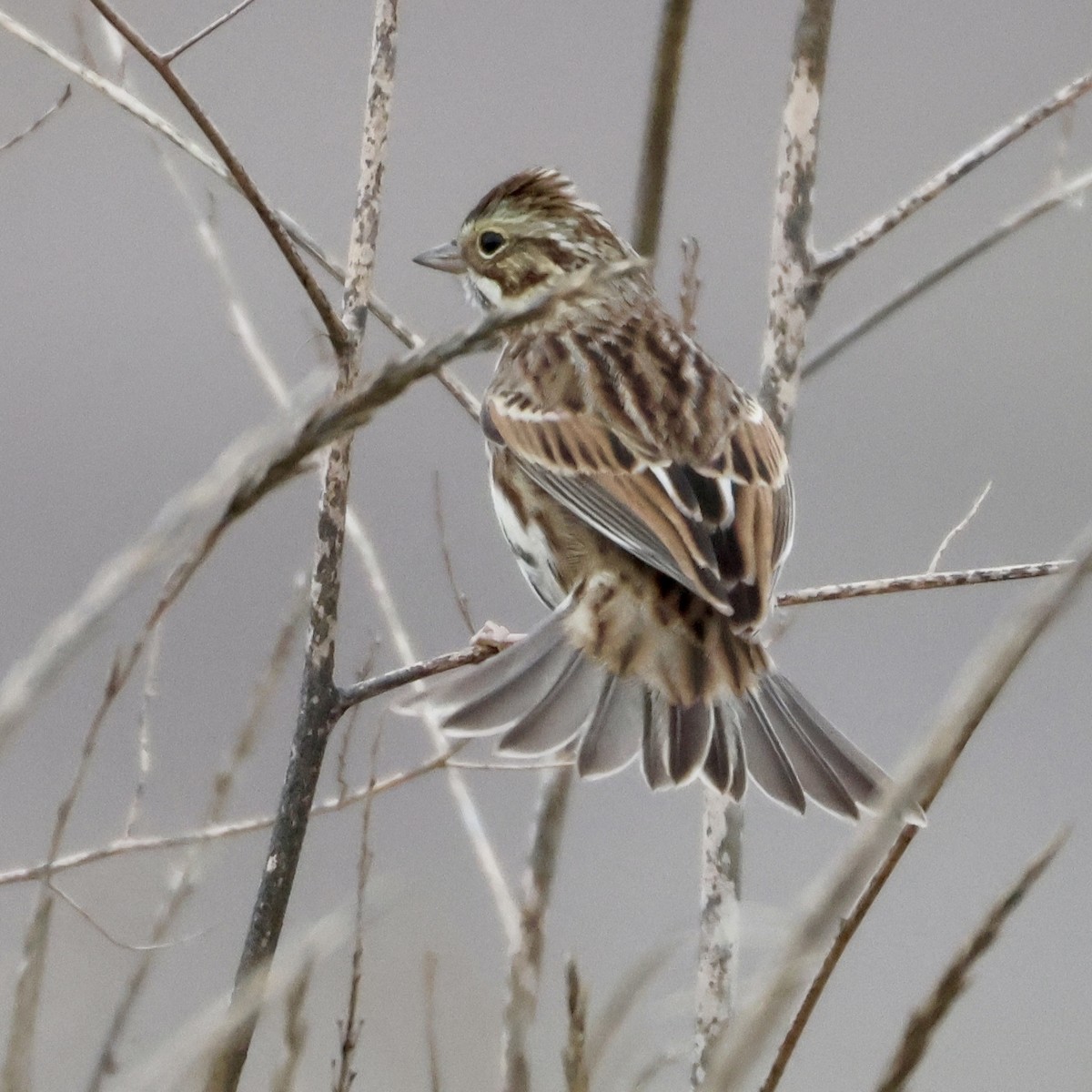 Savannah Serçesi - ML646880213