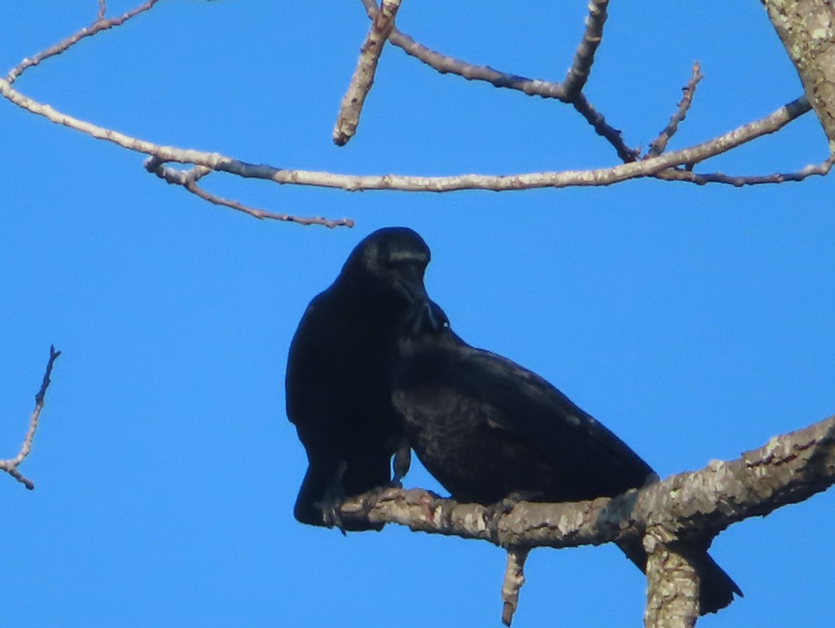 American Crow - ML646880214