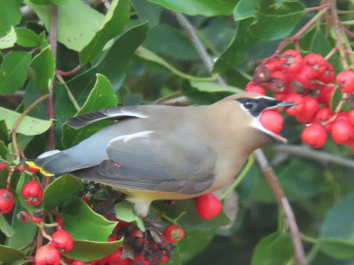 Jaseur d'Amérique - ML646880215