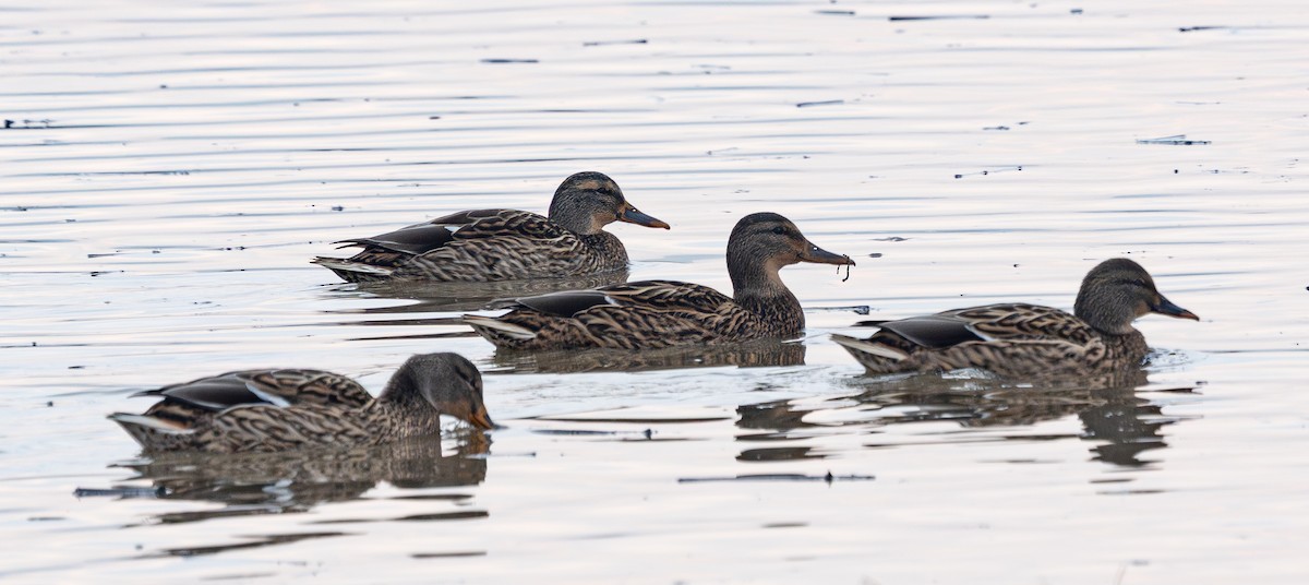 Mallard - ML646880217