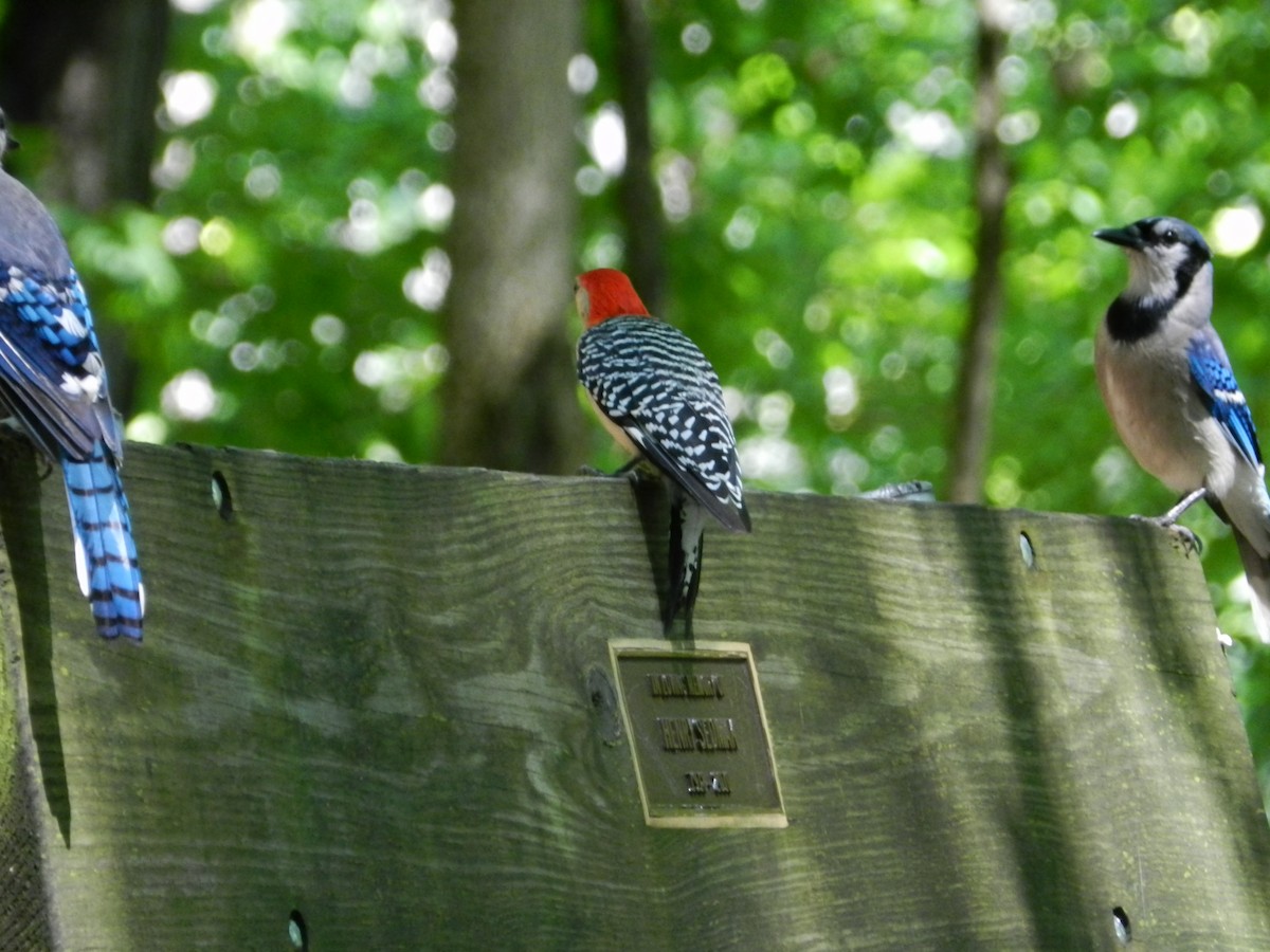Red-bellied Woodpecker - ML646880219