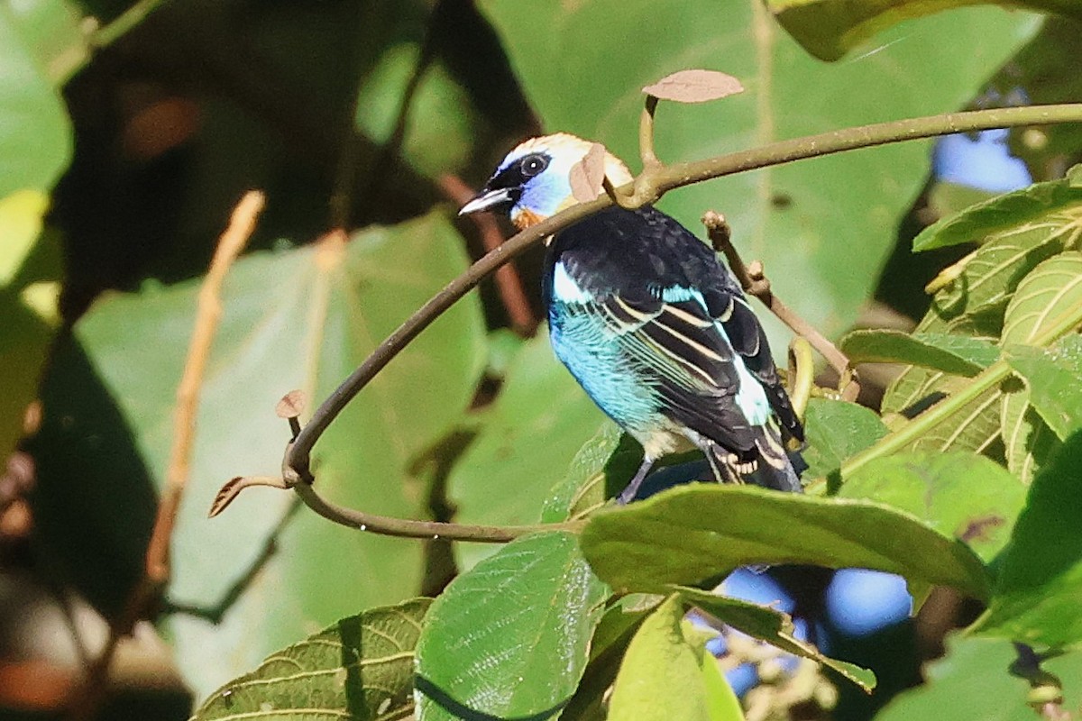 Golden-hooded Tanager - ML646880220