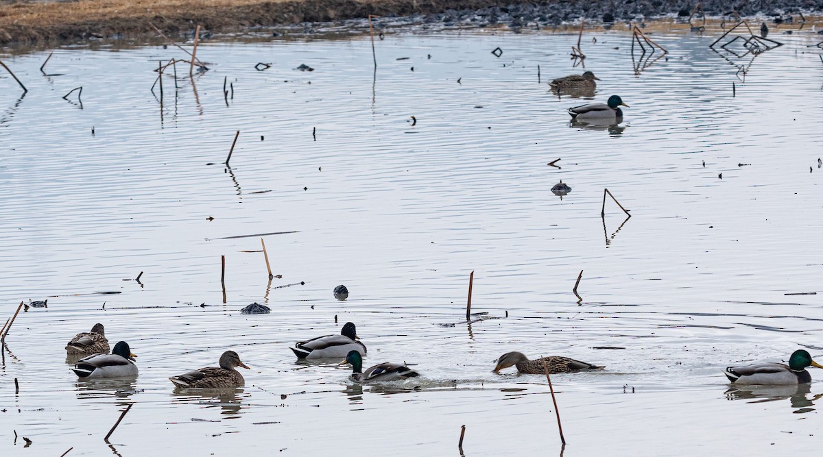 Mallard - ML646880221