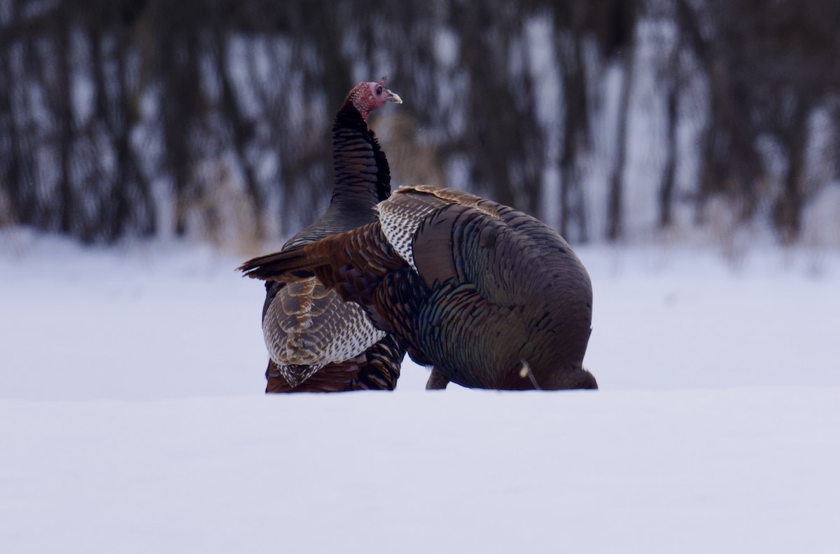 Guajolote Gallipavo - ML646880222