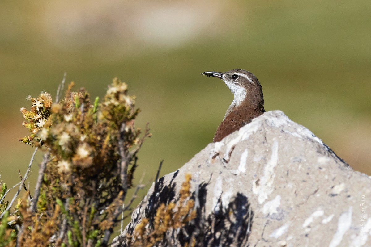 White-winged Cinclodes - ML646880224