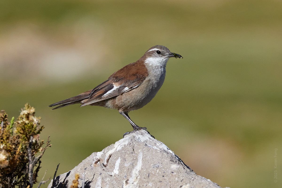 White-winged Cinclodes - ML646880226