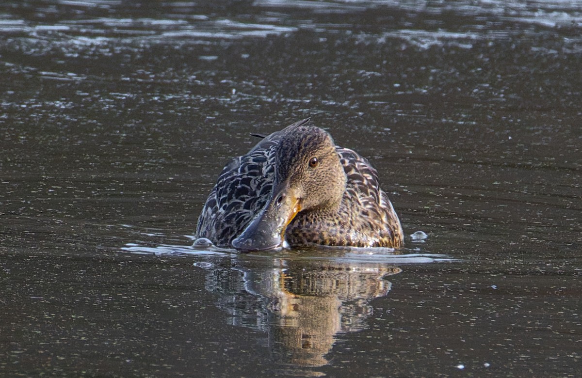 ハシビロガモ - ML646880230