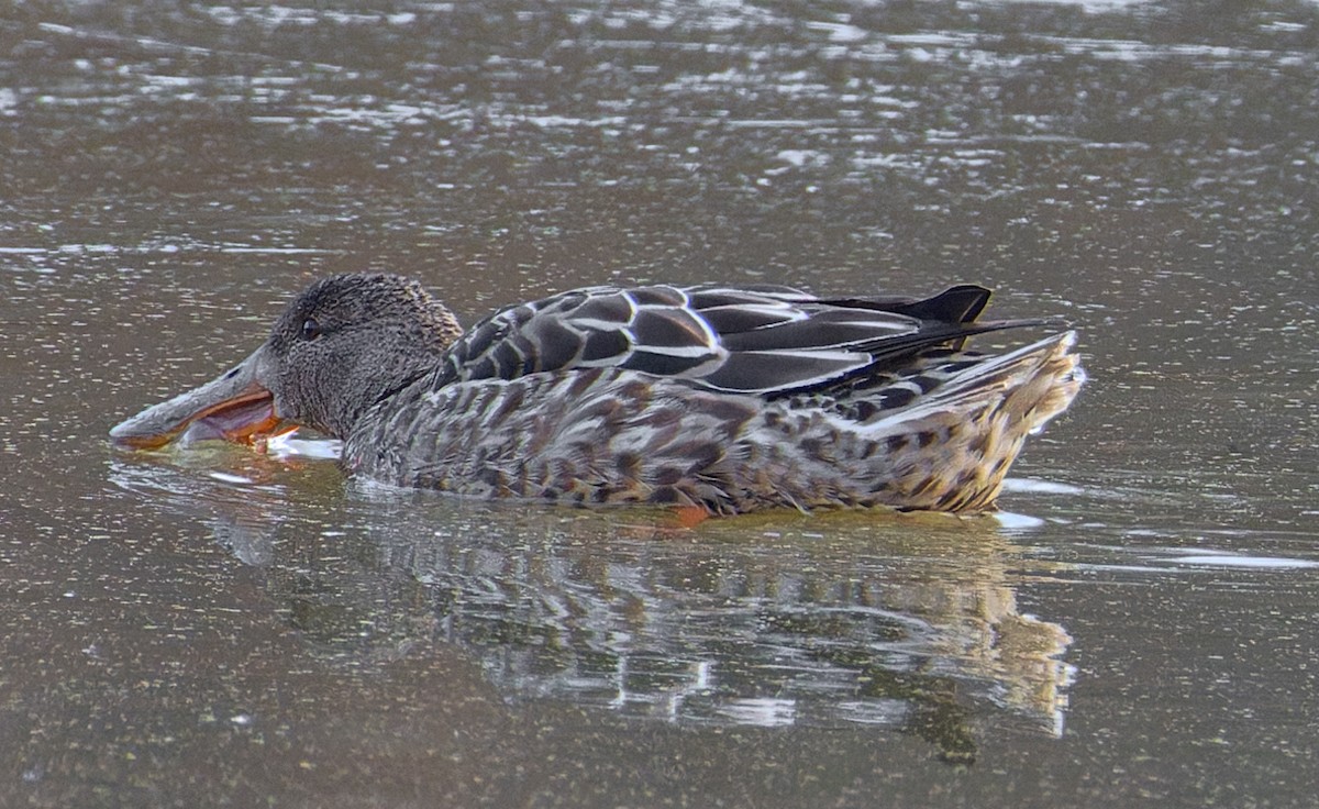 ハシビロガモ - ML646880231