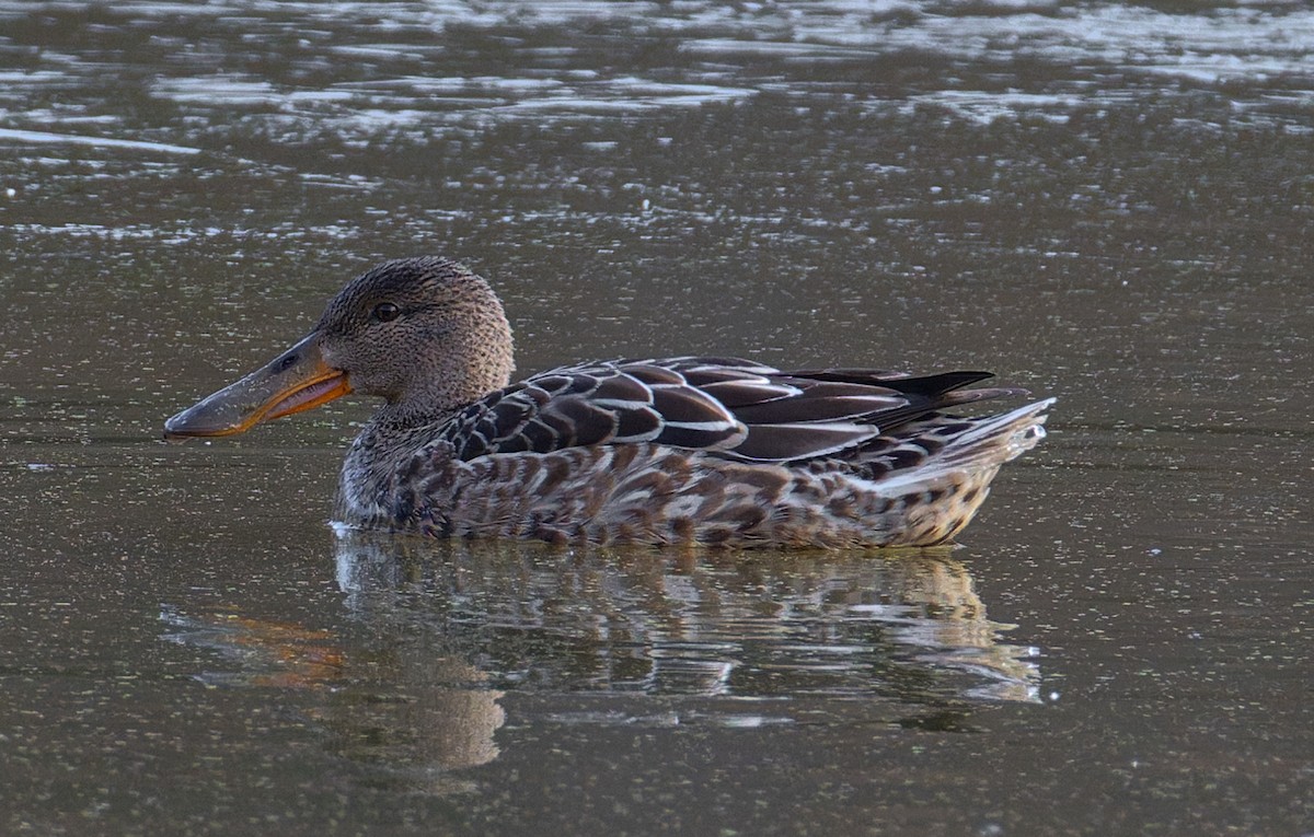 ハシビロガモ - ML646880232