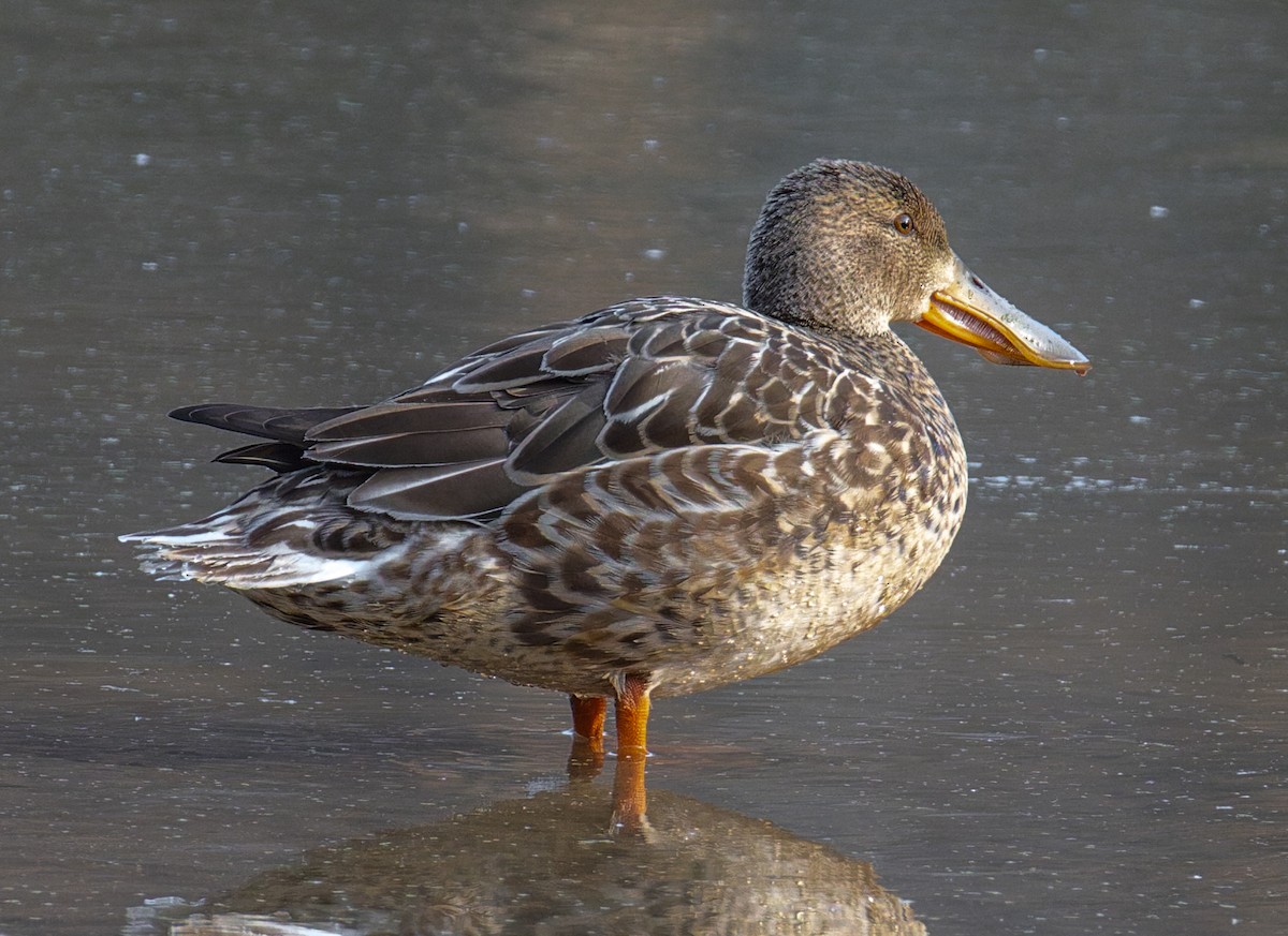 ハシビロガモ - ML646880233