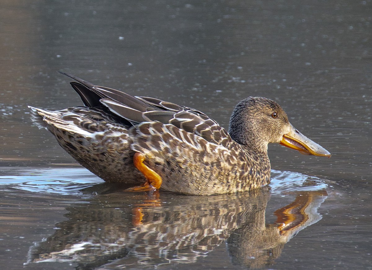 ハシビロガモ - ML646880235