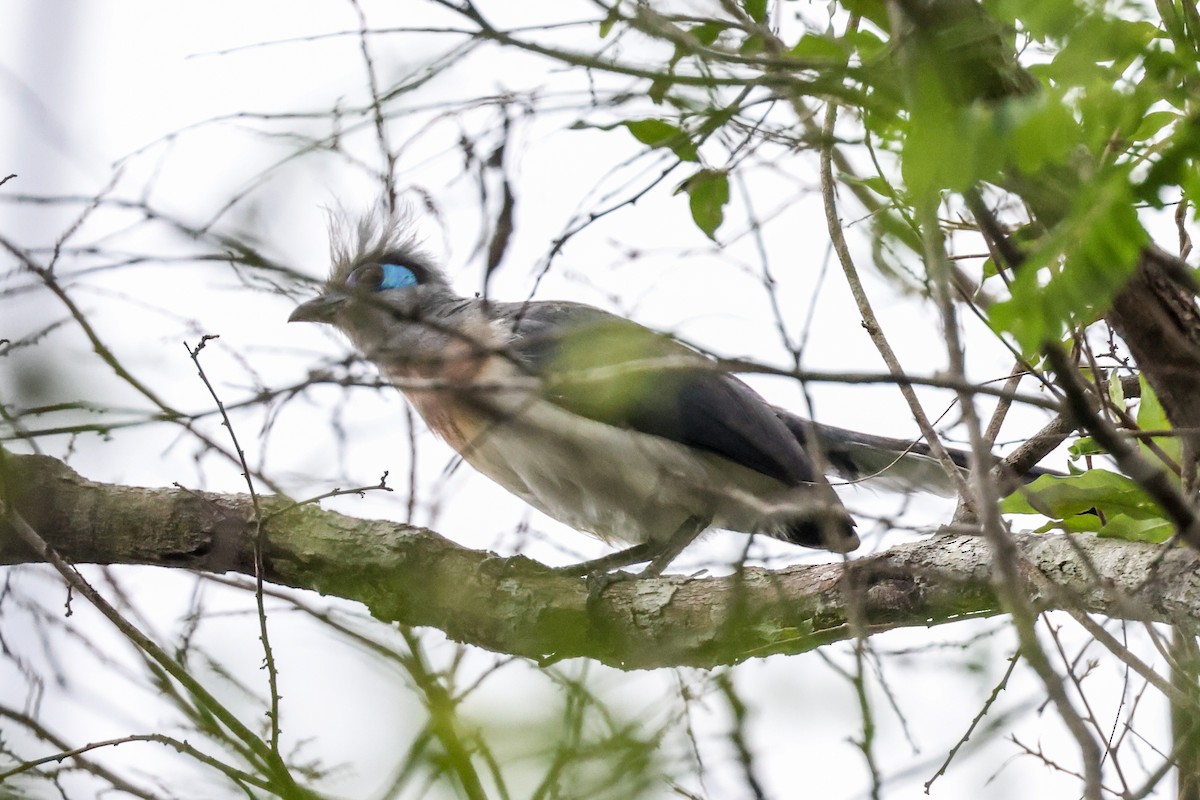 toppkoa (cristata/dumonti) - ML646880237