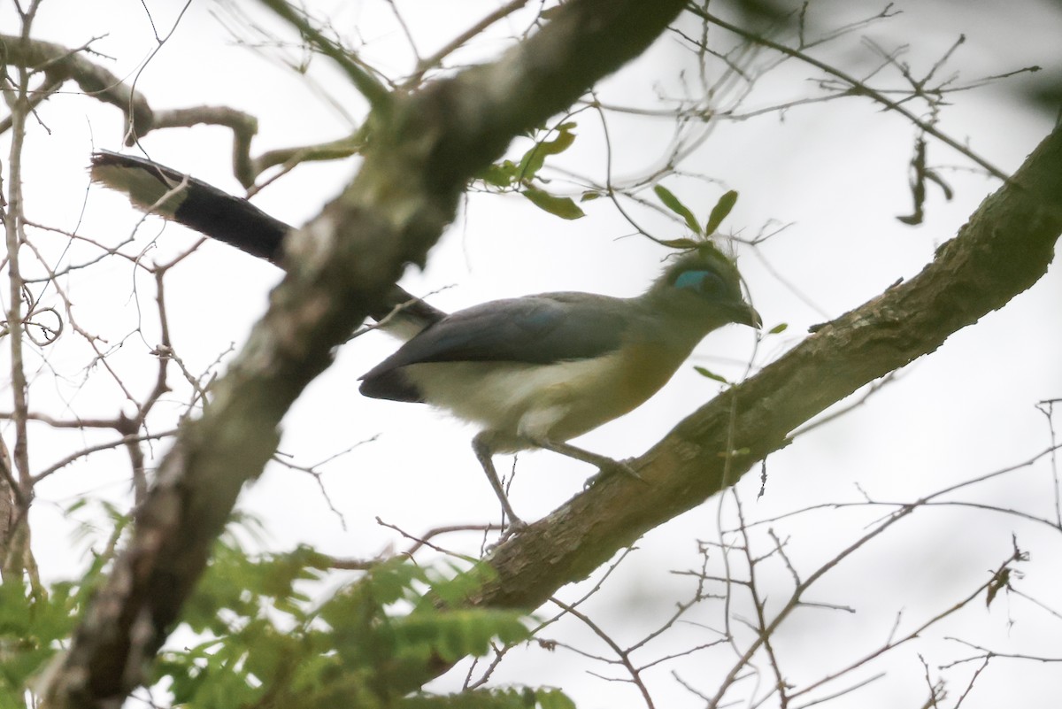 toppkoa (cristata/dumonti) - ML646880238