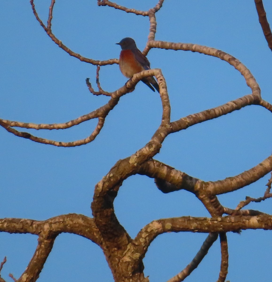 Western Bluebird - ML646880239