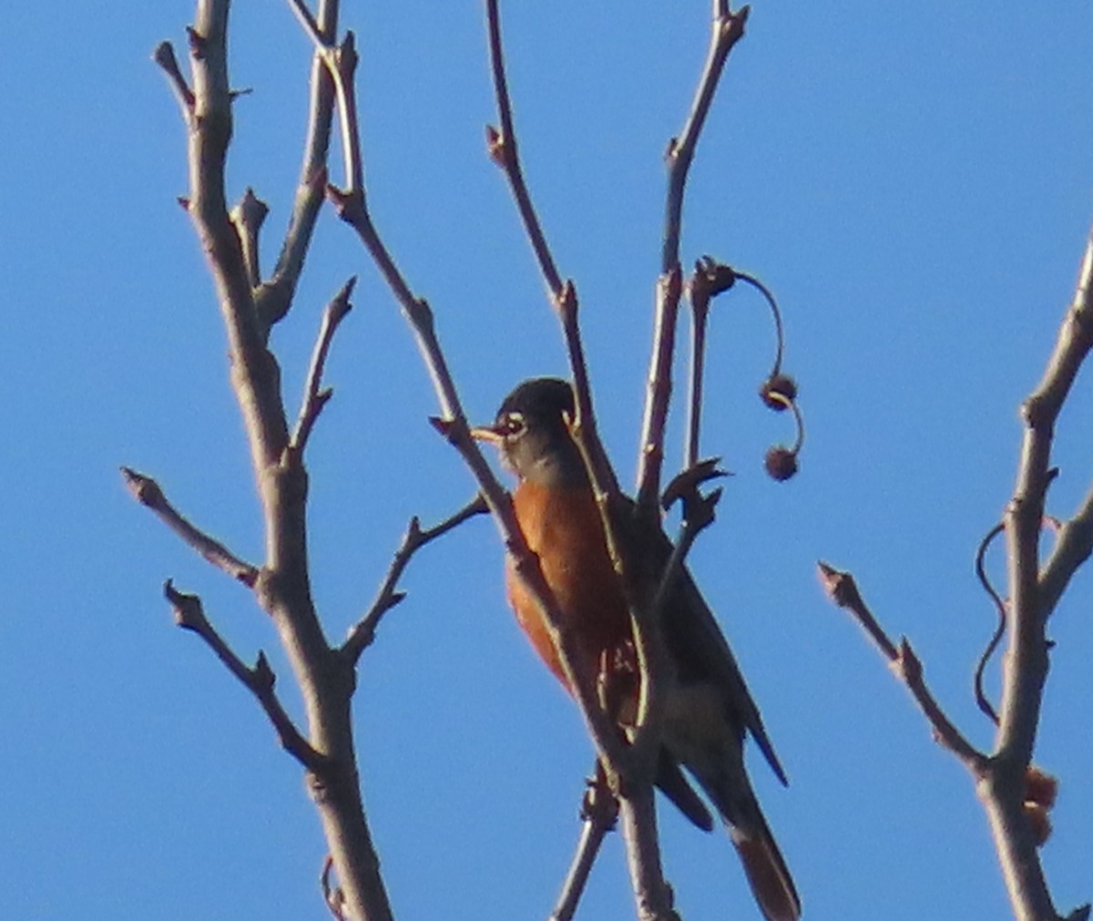 American Robin - ML646880244