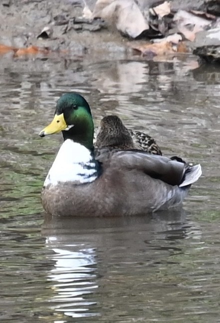 綠頭鴨 - ML646880245