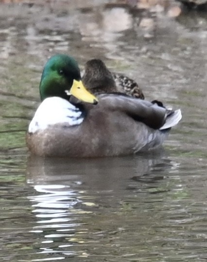 綠頭鴨 - ML646880246