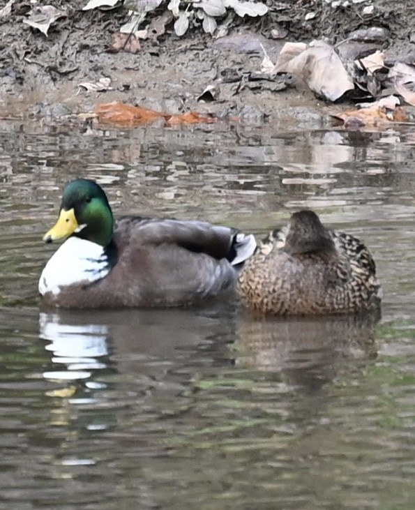 綠頭鴨 - ML646880247