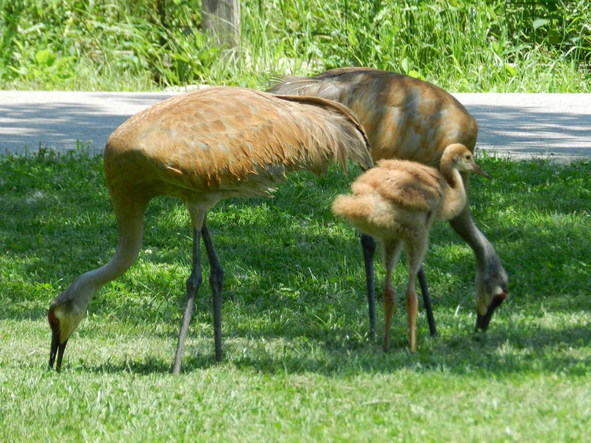 Sandhill Crane - ML646880249