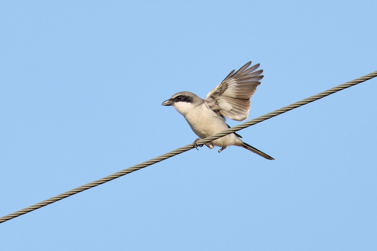 Loggerhead Shrike - ML646880250