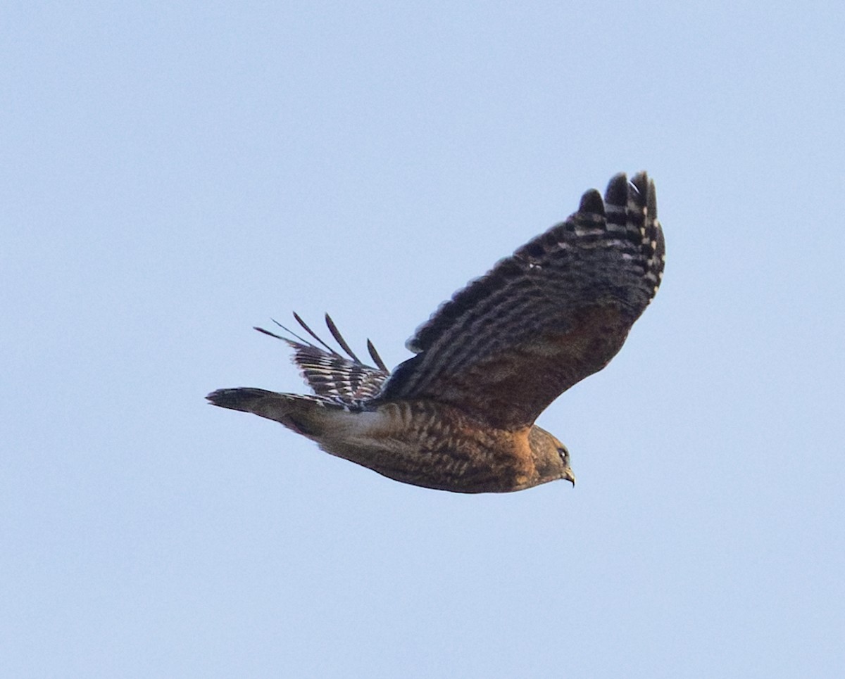 カタアカノスリ - ML646880252