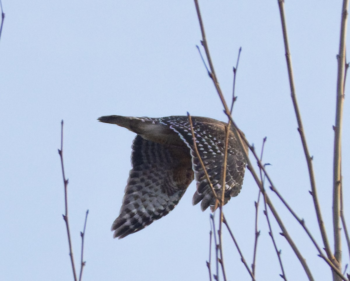 カタアカノスリ - ML646880253