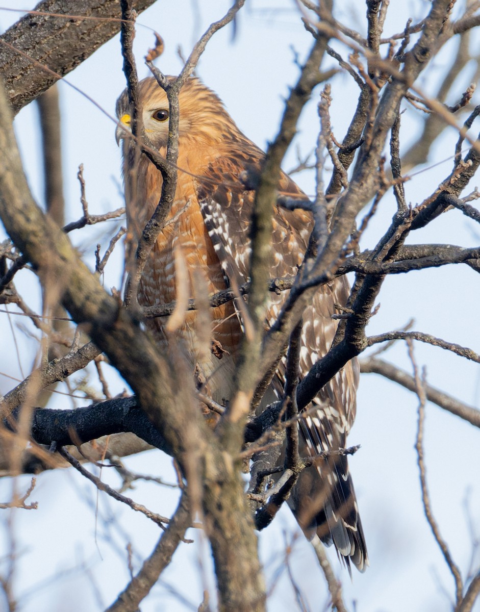 カタアカノスリ - ML646880254