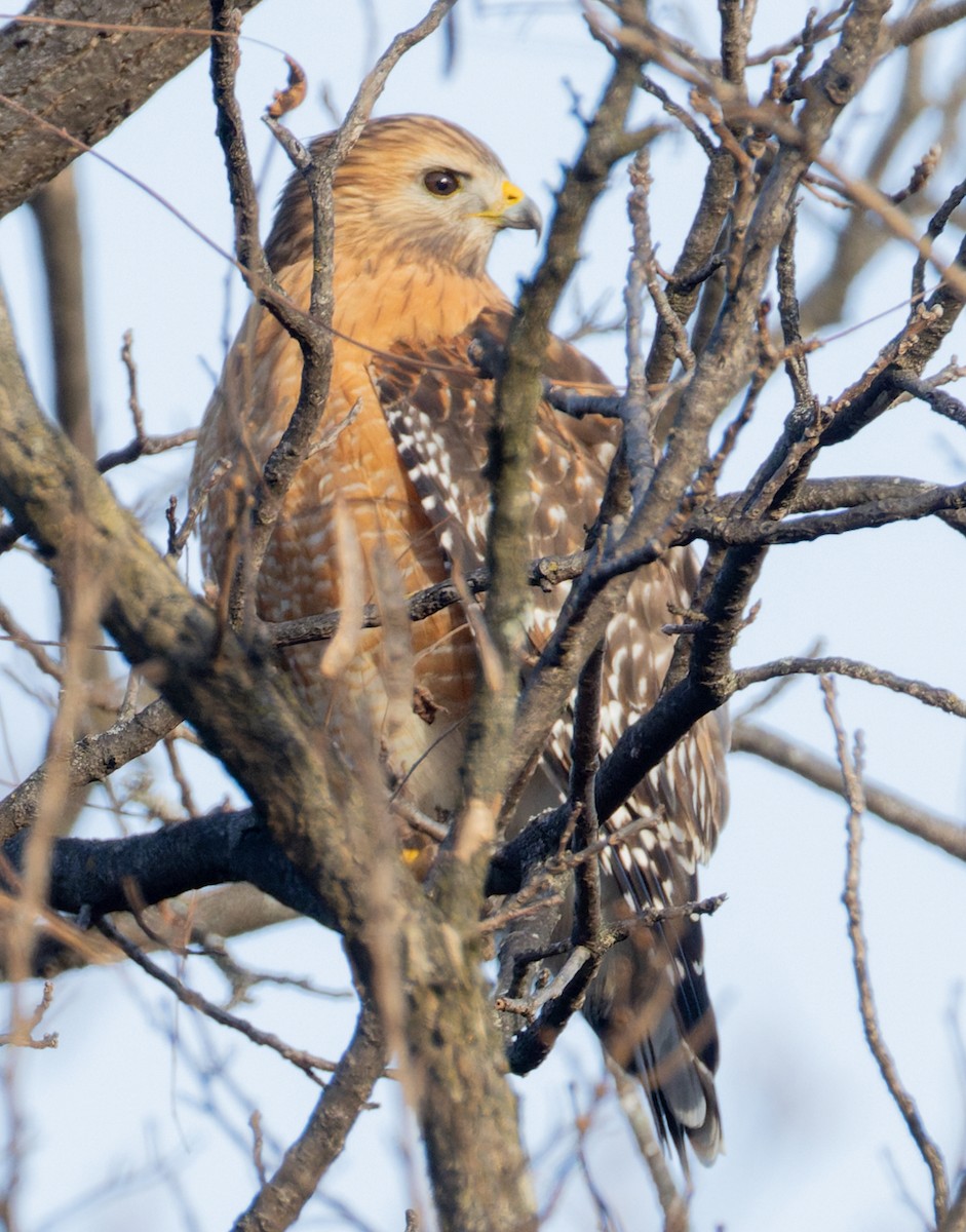 カタアカノスリ - ML646880255