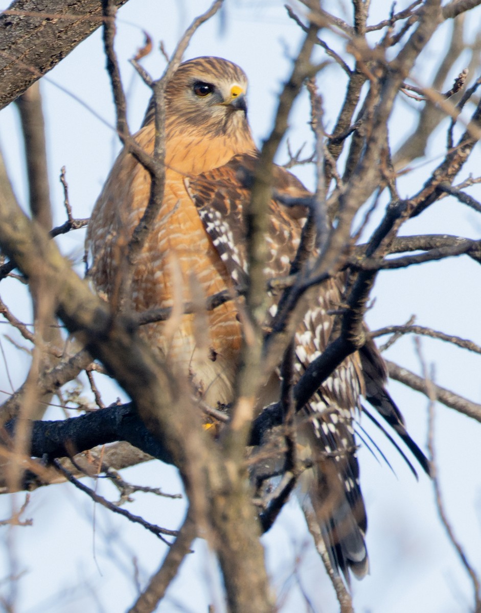 カタアカノスリ - ML646880256