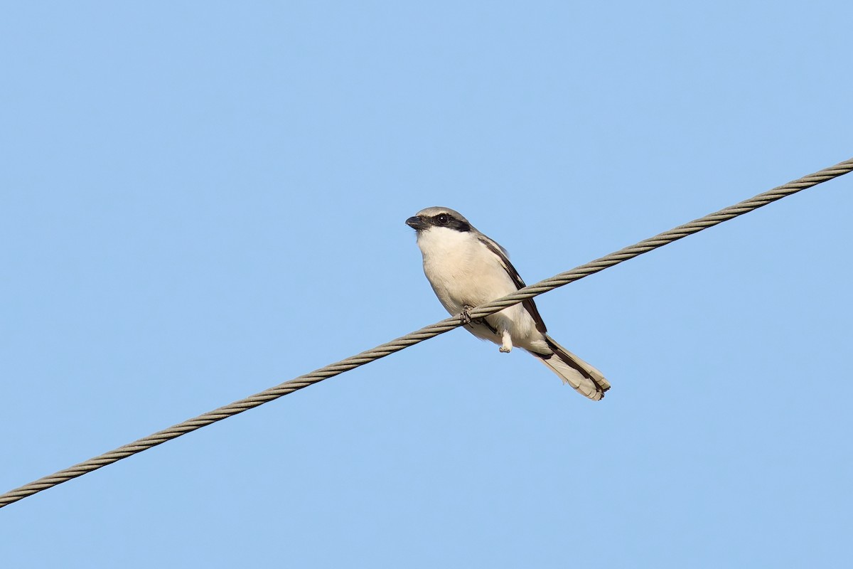 Loggerhead Shrike - ML646880258