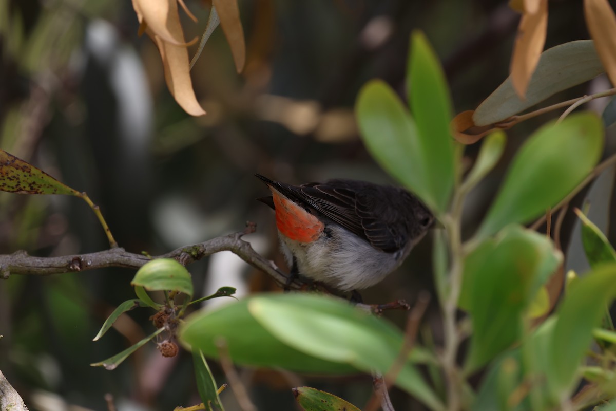 Mistletoebird - ML646880259