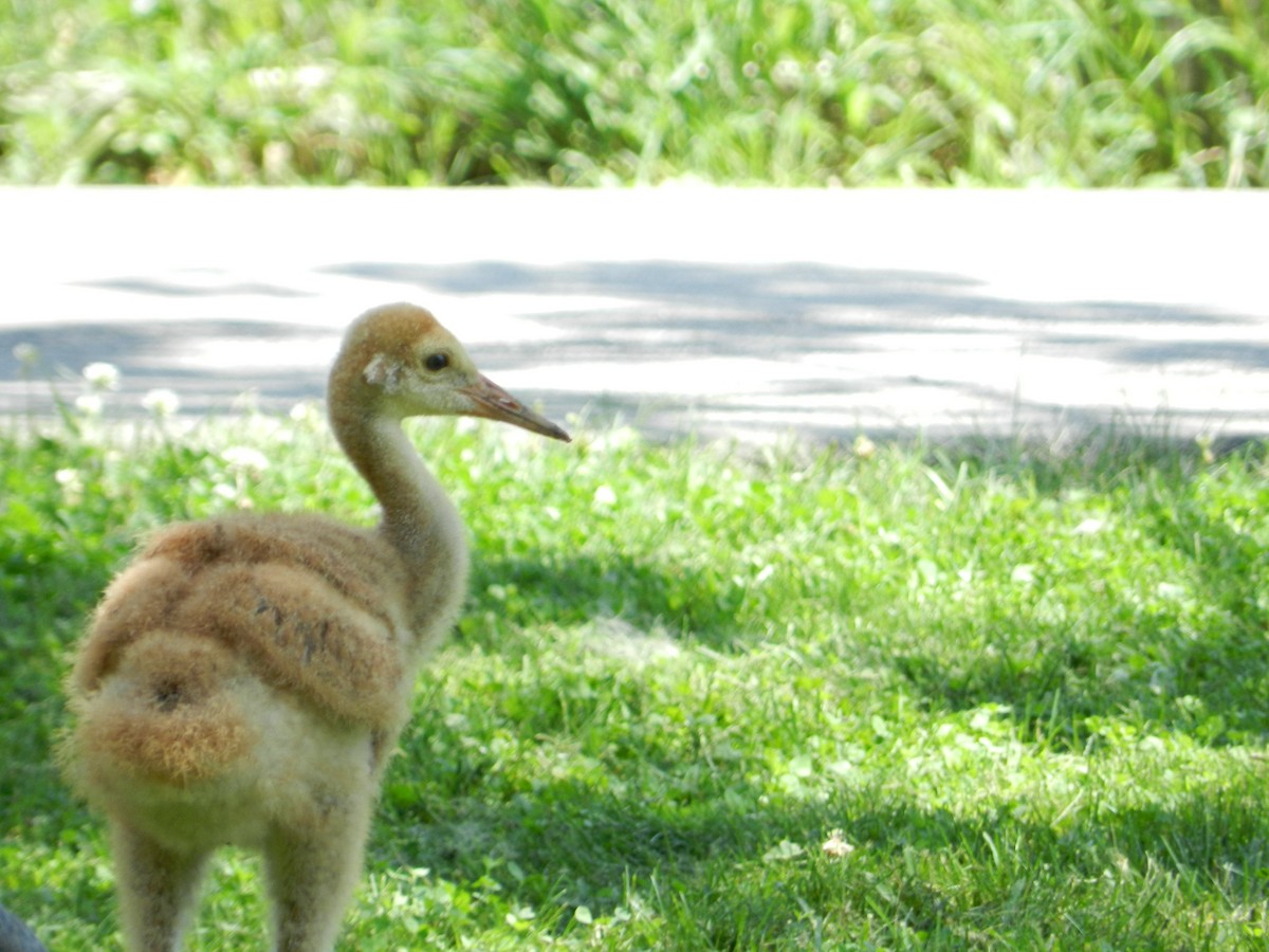 Sandhill Crane - ML646880260