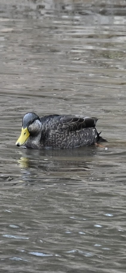 American Black Duck - ML646880261