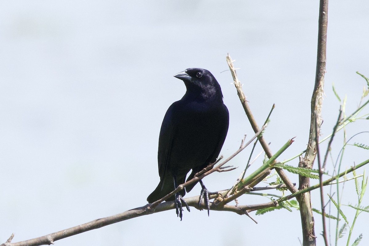 Vacher luisant - ML646880262