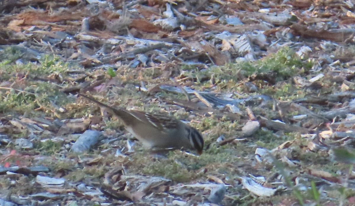 White-crowned Sparrow - ML646880263