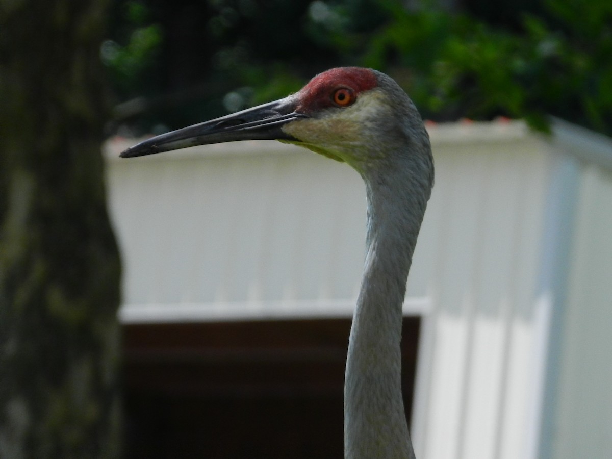 Sandhill Crane - ML646880265