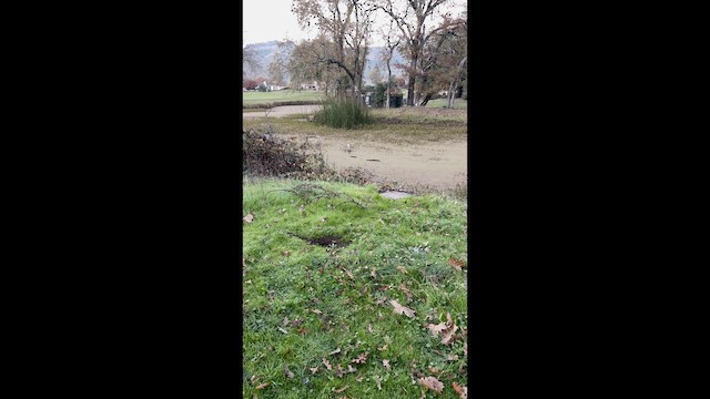 Black-crowned Night Heron - ML646880266