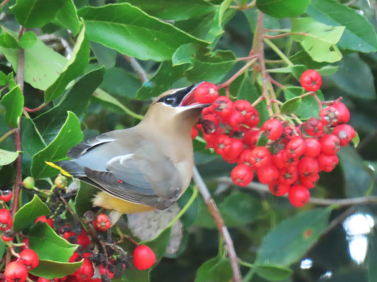 Jaseur d'Amérique - ML646880267