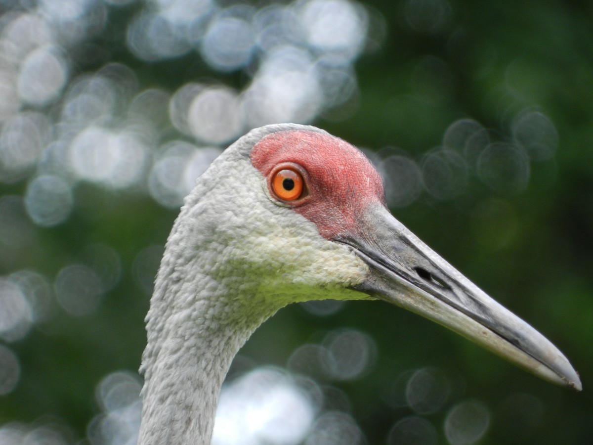 Sandhill Crane - ML646880268