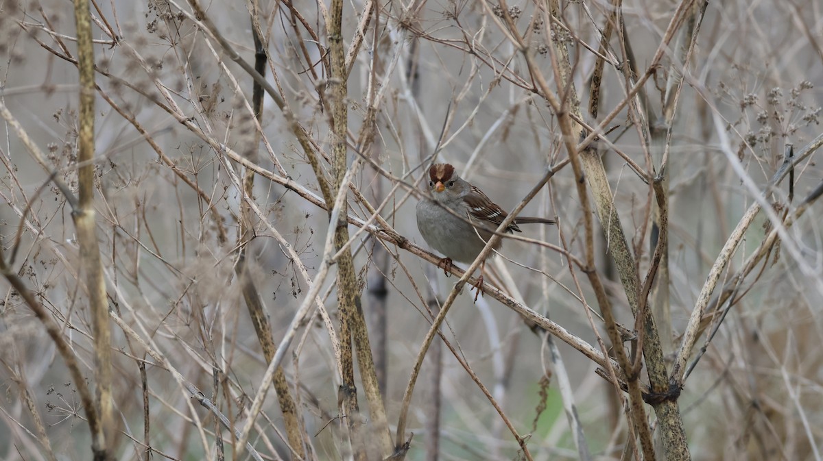 White-crowned Sparrow - ML646880269