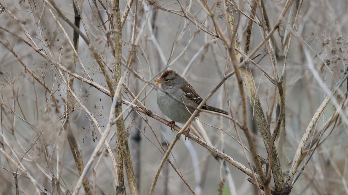 White-crowned Sparrow - ML646880270