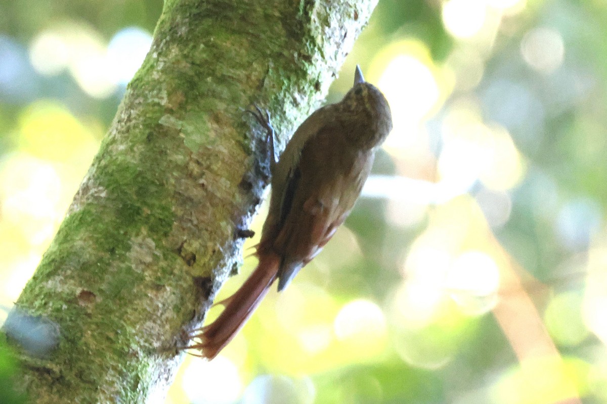 Wedge-billed Woodcreeper - ML646880271