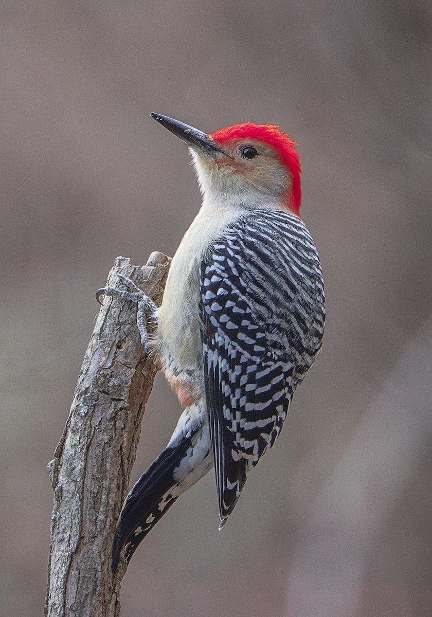 シマセゲラ - ML646880276