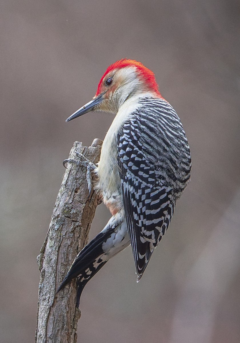 シマセゲラ - ML646880277