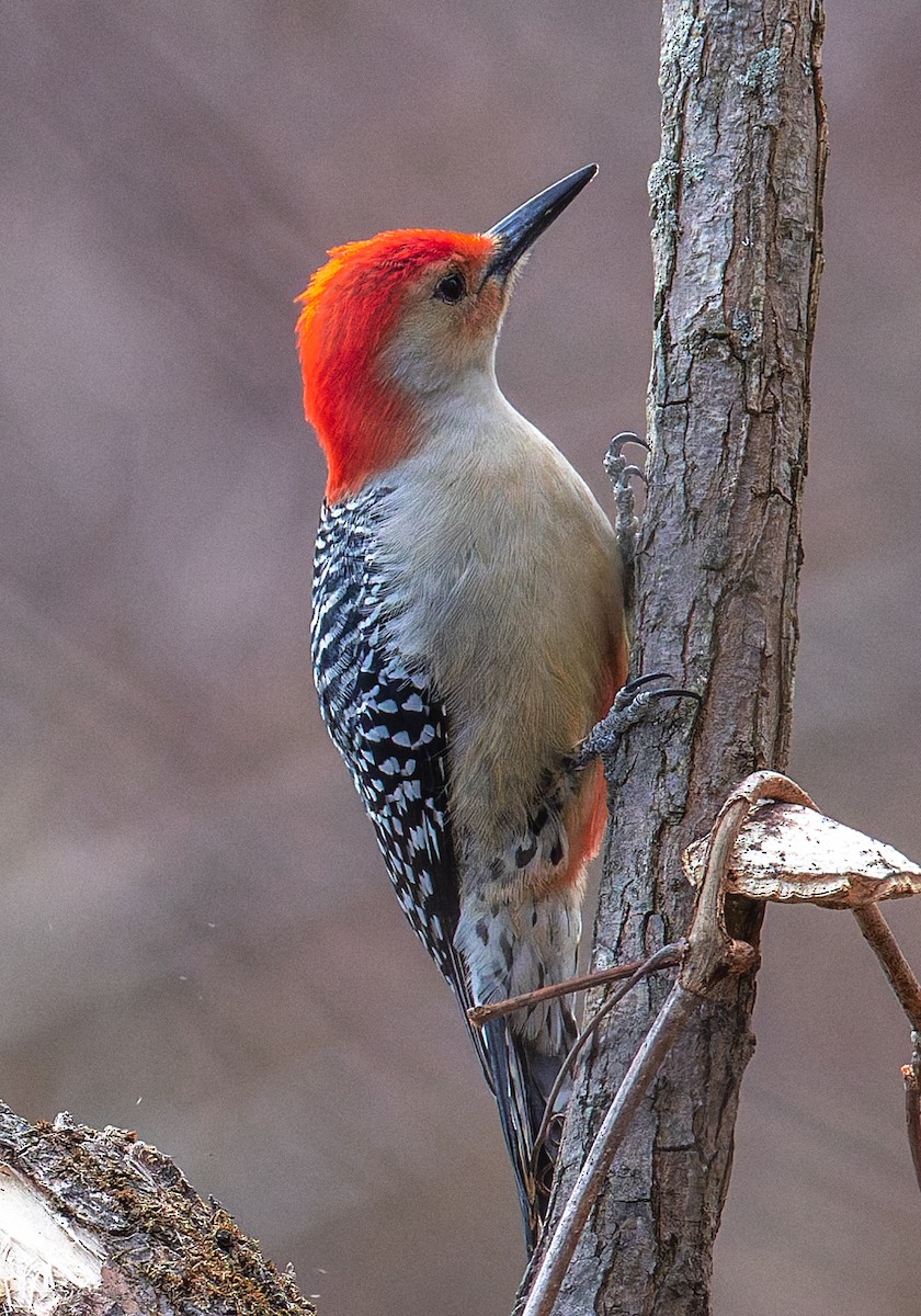 シマセゲラ - ML646880278