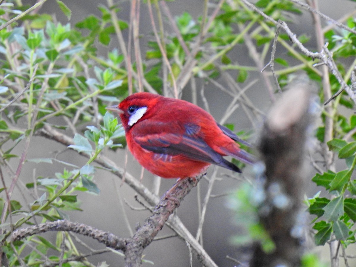 Red Warbler - ML646880279