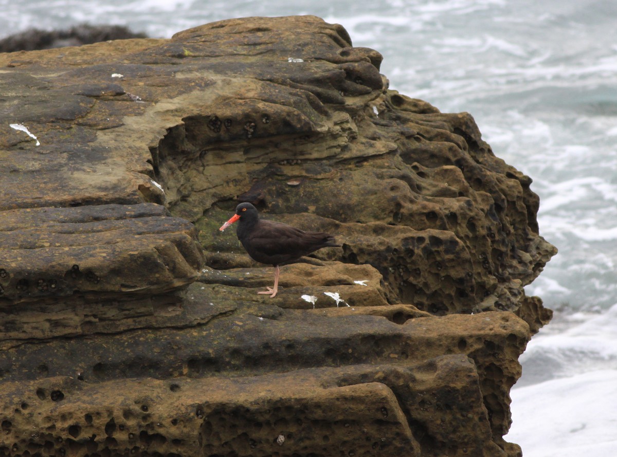 Black Oystercatcher - ML646880280