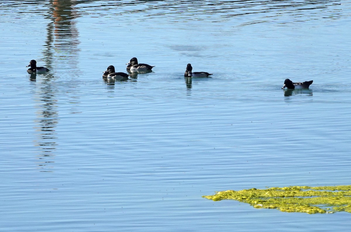 Moretta dal collare - ML646880281