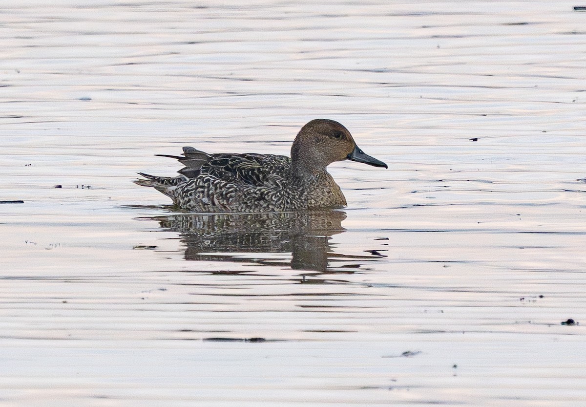 Northern Pintail - ML646880286