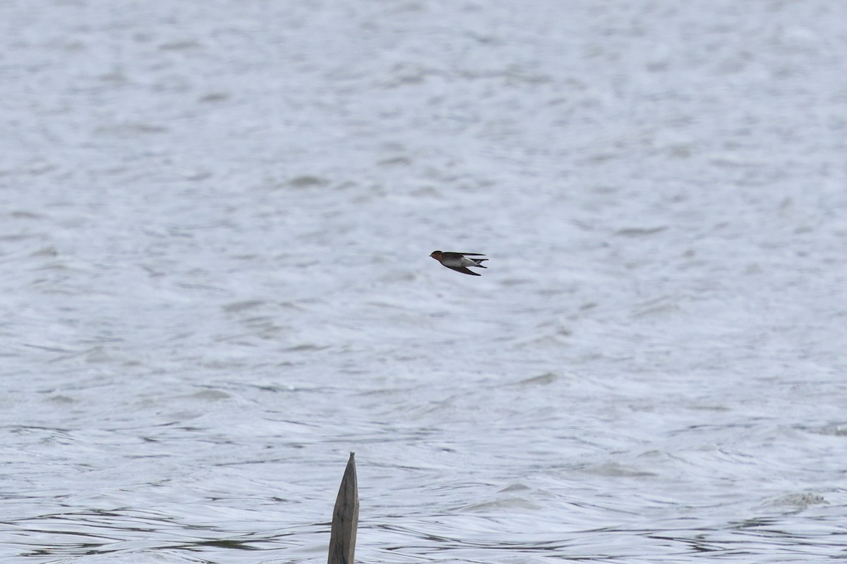 Краснолобая ласточка - ML646880291